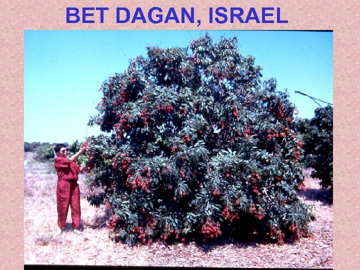 BET DAGAN, ISRAEL 