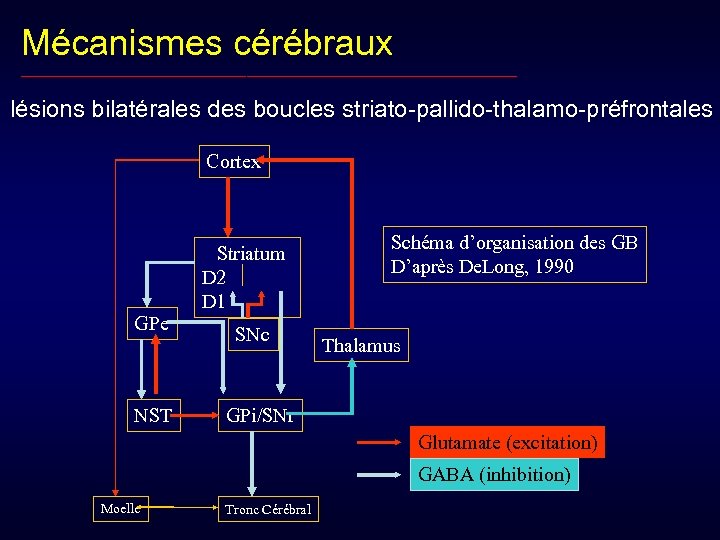 Mécanismes cérébraux __________________________________________________ lésions bilatérales des boucles striato-pallido-thalamo-préfrontales Cortex Striatum D 2 D 1