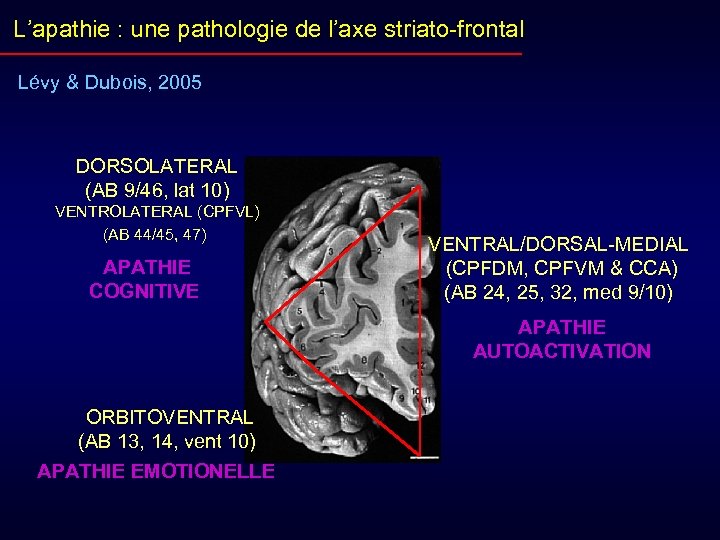 L’apathie : une pathologie de l’axe striato-frontal Lévy & Dubois, 2005 DORSOLATERAL (AB 9/46,