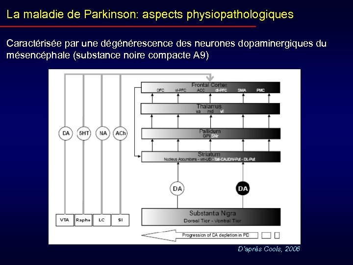 La maladie de Parkinson: aspects physiopathologiques Caractérisée par une dégénérescence des neurones dopaminergiques du