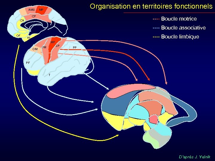 AMS Organisation en territoires fonctionnels MP CP ---- Boucle motrice CA ---- Boucle associative