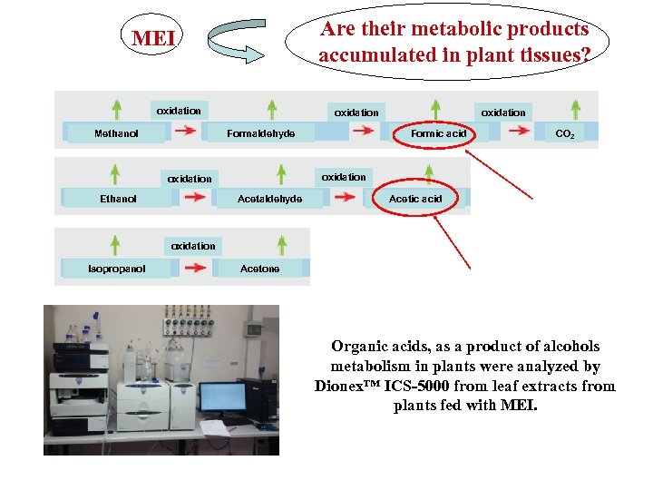 Are their metabolic products accumulated in plant tissues? MEI oxidation Formaldehyde Methanol Formic acid