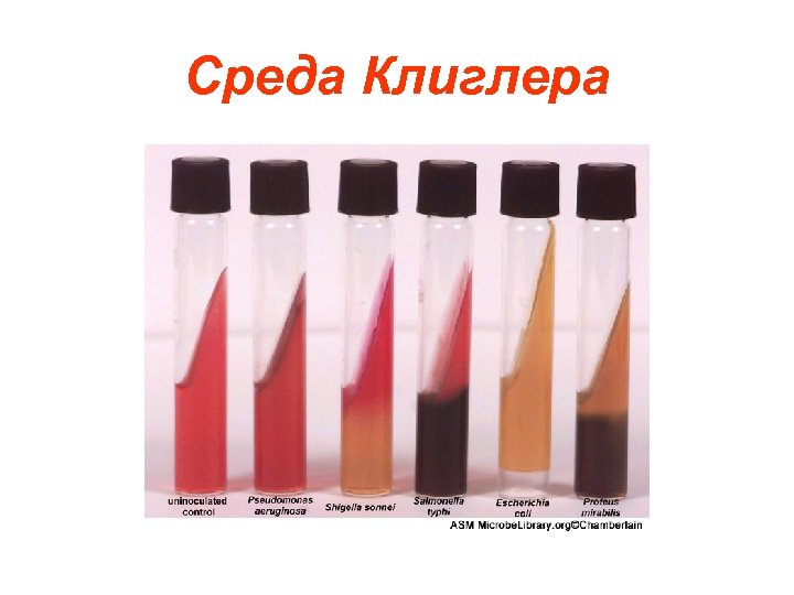 Среда Клиглера 