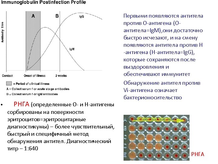  Первыми появляются антитела • РНГА (определенные О- и Н-антигены сорбированы на поверхности эритроцитов=эритроцитарные