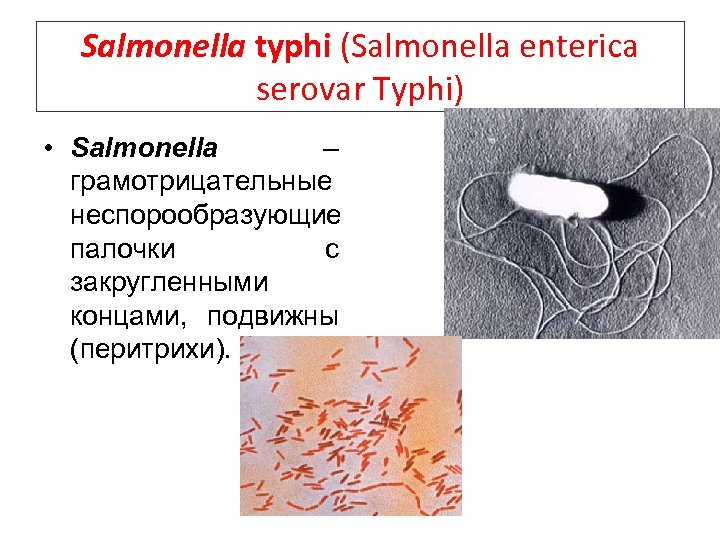 Salmonella typhi (Salmonella enterica serovar Typhi) • Salmonella – грамотрицательные неспорообразующие палочки с закругленными