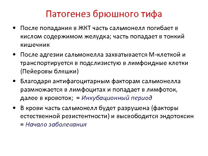 Патогенез брюшного тифа • После попадания в ЖКТ часть сальмонелл погибает в кислом содержимом