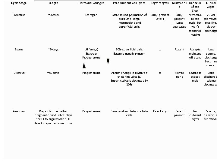 Cycle Stage Length Hormonal changes Predominant Cell Types Erythrocytes Neutrophil Behavior Clinical s of