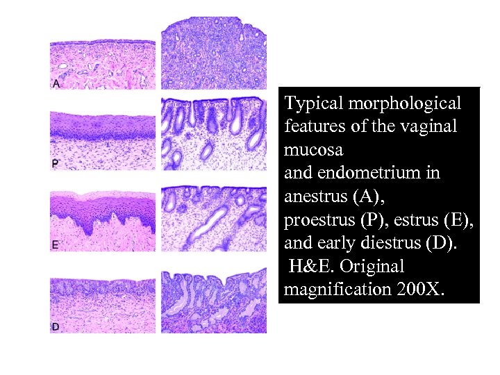 Typical morphological features of the vaginal mucosa and endometrium in anestrus (A), proestrus (P),