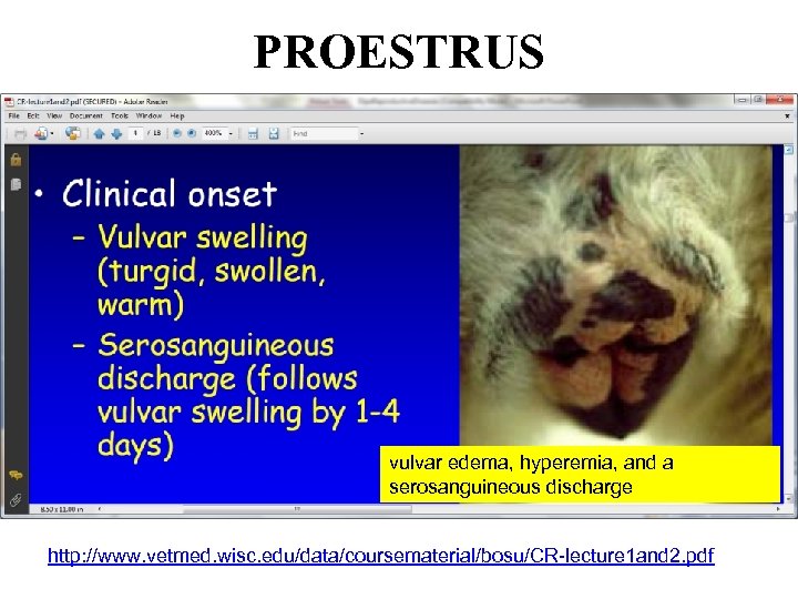 PROESTRUS vulvar edema, hyperemia, and a serosanguineous discharge http: //www. vetmed. wisc. edu/data/coursematerial/bosu/CR-lecture 1