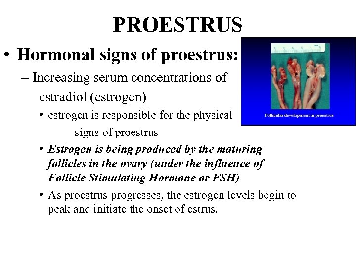 PROESTRUS • Hormonal signs of proestrus: – Increasing serum concentrations of estradiol (estrogen) •