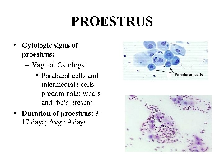 PROESTRUS • Cytologic signs of proestrus: – Vaginal Cytology • Parabasal cells and intermediate