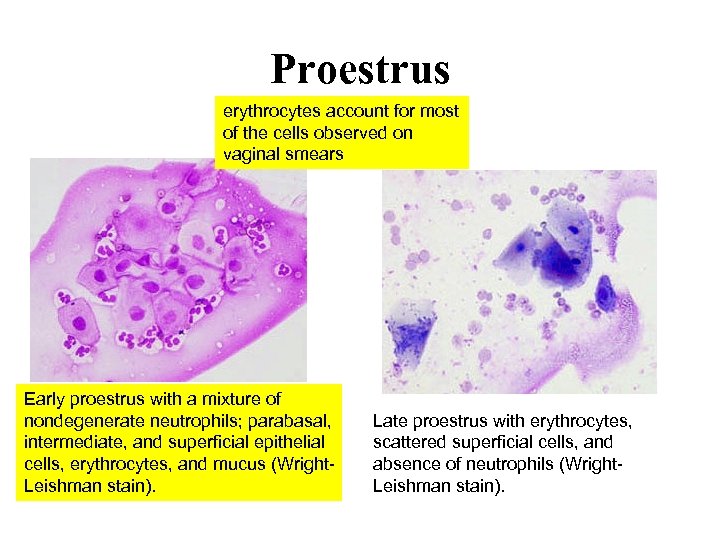 Proestrus erythrocytes account for most of the cells observed on vaginal smears Early proestrus