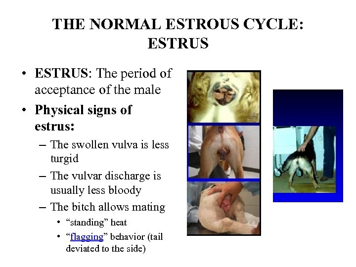 THE NORMAL ESTROUS CYCLE: ESTRUS • ESTRUS: The period of acceptance of the male