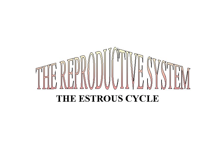 THE ESTROUS CYCLE 