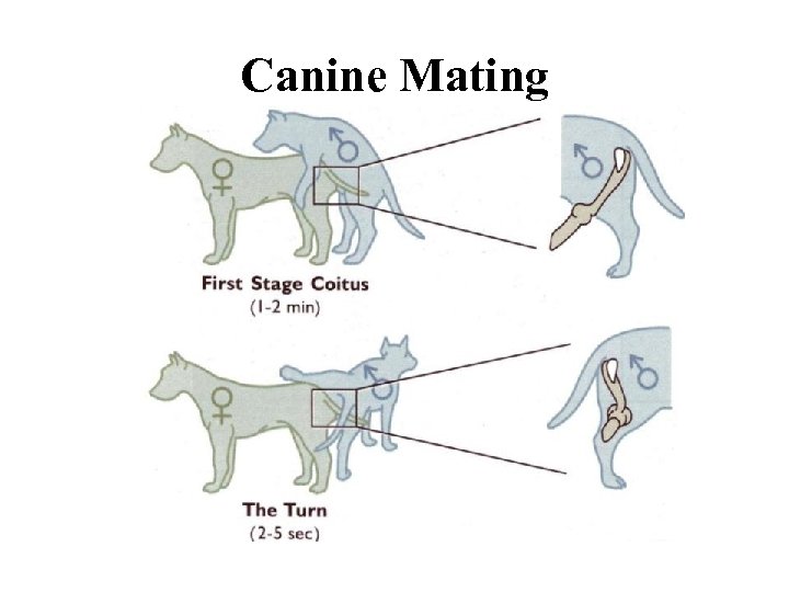 Canine Mating 