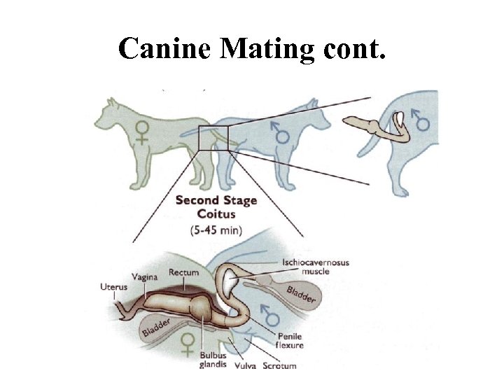 Canine Mating cont. 