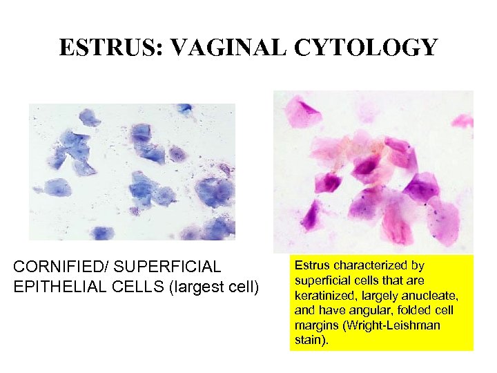 ESTRUS: VAGINAL CYTOLOGY CORNIFIED/ SUPERFICIAL EPITHELIAL CELLS (largest cell) Estrus characterized by superficial cells