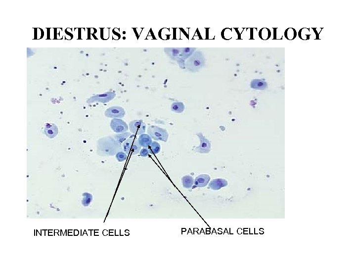 DIESTRUS: VAGINAL CYTOLOGY INTERMEDIATE CELLS PARABASAL CELLS 