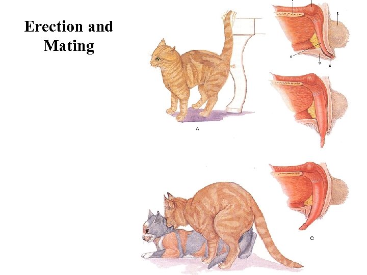 Erection and Mating 