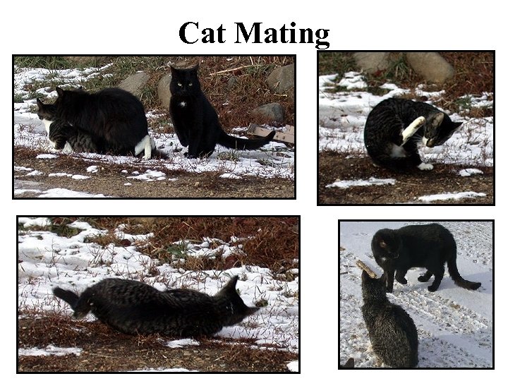 Cat Mating 