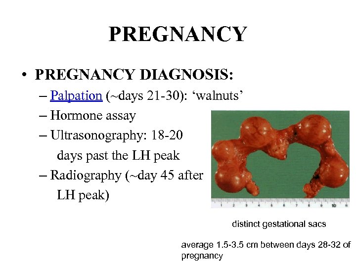 PREGNANCY • PREGNANCY DIAGNOSIS: – Palpation (~days 21 -30): ‘walnuts’ – Hormone assay –