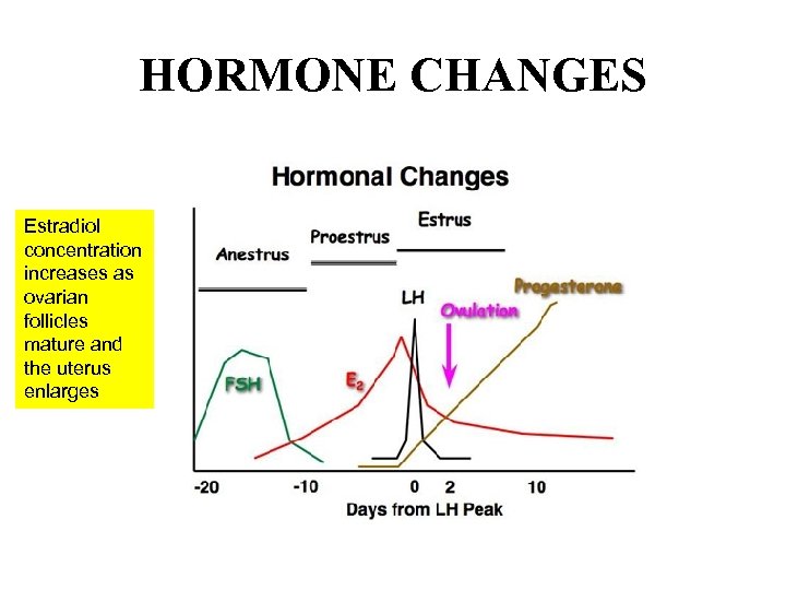 HORMONE CHANGES Estradiol concentration increases as ovarian follicles mature and the uterus enlarges 