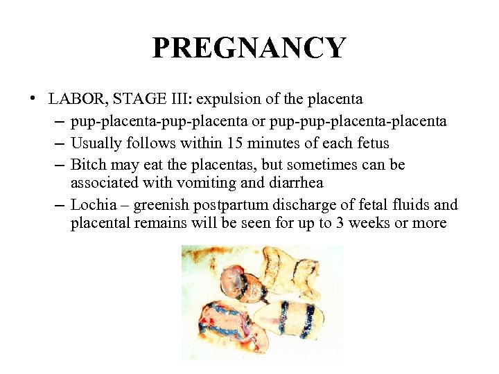 PREGNANCY • LABOR, STAGE III: expulsion of the placenta – pup-placenta-pup-placenta or pup-placenta-placenta –