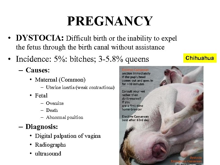 PREGNANCY • DYSTOCIA: Difficult birth or the inability to expel the fetus through the