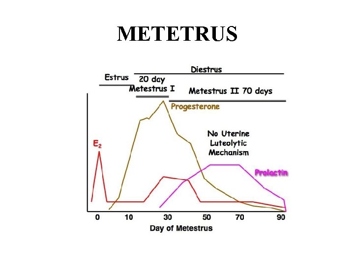 METETRUS 