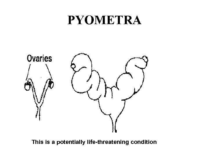 PYOMETRA This is a potentially life-threatening condition 