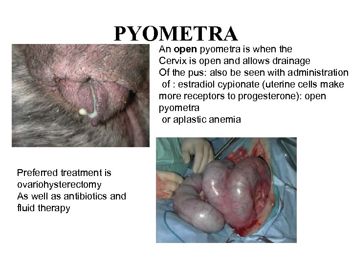 PYOMETRA An open pyometra is when the Cervix is open and allows drainage Of