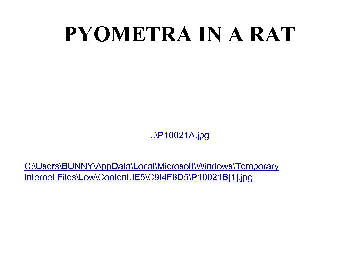 PYOMETRA IN A RAT . . P 10021 A. jpg C: UsersBUNNYApp. DataLocalMicrosoftWindowsTemporary Internet