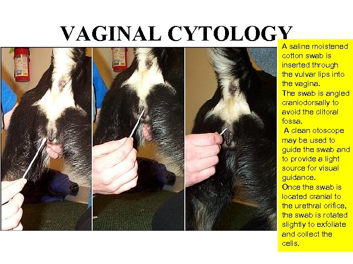 VAGINAL CYTOLOGY A saline moistened cotton swab is inserted through the vulvar lips into