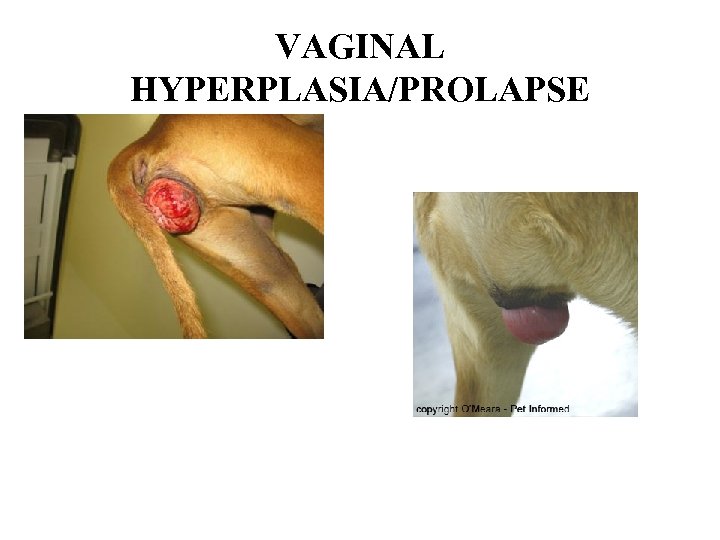 VAGINAL HYPERPLASIA/PROLAPSE 