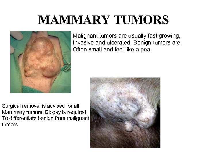 MAMMARY TUMORS Malignant tumors are usually fast growing, Invasive and ulcerated. Benign tumors are