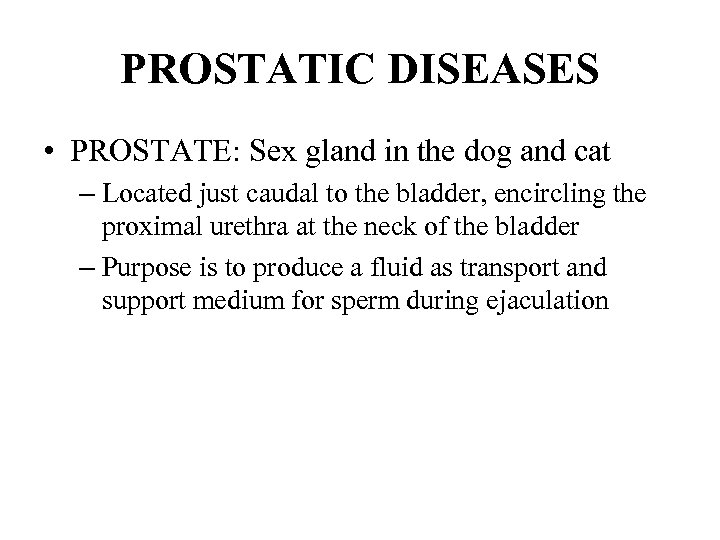 PROSTATIC DISEASES • PROSTATE: Sex gland in the dog and cat – Located just