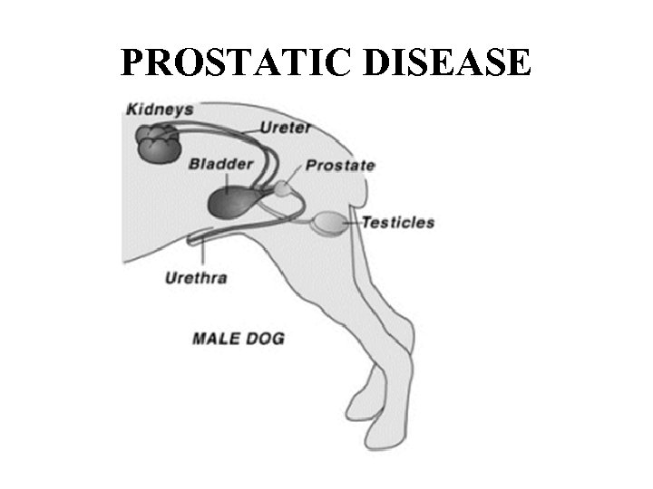 PROSTATIC DISEASE 