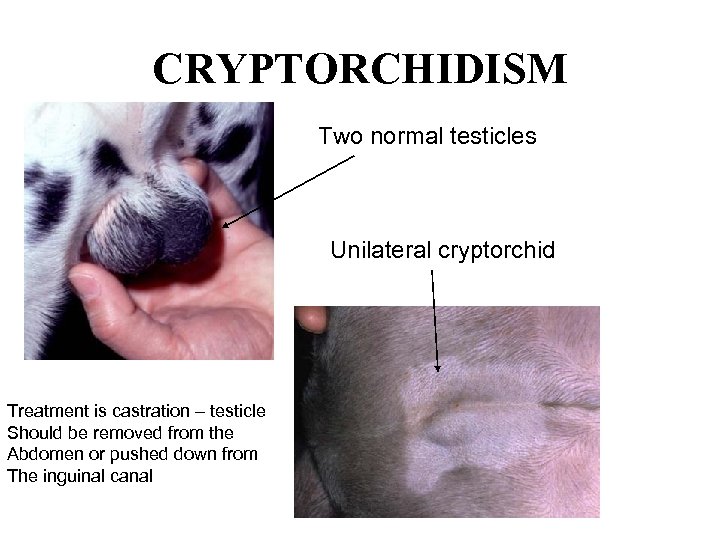 CRYPTORCHIDISM Two normal testicles Unilateral cryptorchid Treatment is castration – testicle Should be removed