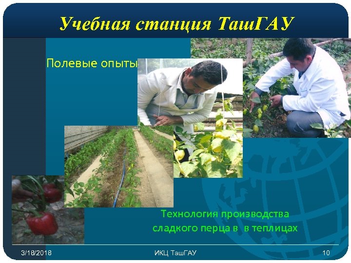 Учебная станция Таш. ГАУ Полевые опыты Технология производства сладкого перца в в теплицах 3/18/2018