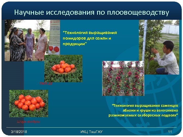 Научные исследования по плоовощеводству “Технология выращивания помидоров для семян и продукции” ТМК-22 “Технология выращивания