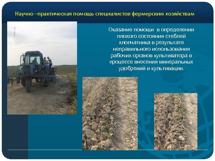 Научно –практическая помощь специалистов фермерским хозяйствам Оказание помощи в определении плохого состояния стеблей хлопчатника