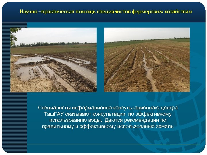 Научно –практическая помощь специалистов фермерским хозяйствам Специалисты информационно-консультационного центра Таш. ГАУ оказывают консультации по