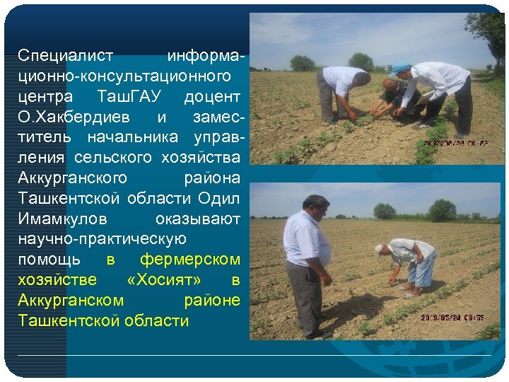 Специалист информационно-консультационного центра Таш. ГАУ доцент О. Хакбердиев и заместитель начальника управления сельского хозяйства