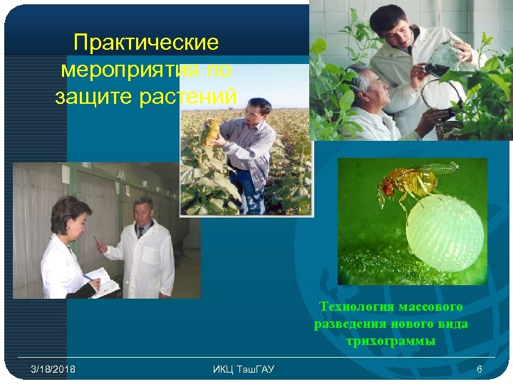 Практические мероприятия по защите растений Технология массового разведения нового вида трихограммы 3/18/2018 ИКЦ Таш.
