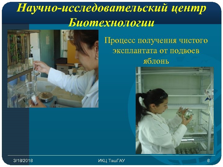 Научно-исследовательский центр Биотехнологии Процесс получения чистого эксплантата от подвоев яблонь 3/18/2018 ИКЦ Таш. ГАУ