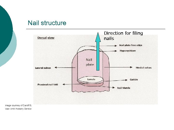 Nail structure Direction for filing nails Image courtesy of Cardiff & Vale UHB Podiatry