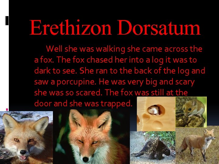 Erethizon Dorsatum Well she was walking she came across the a fox. The fox