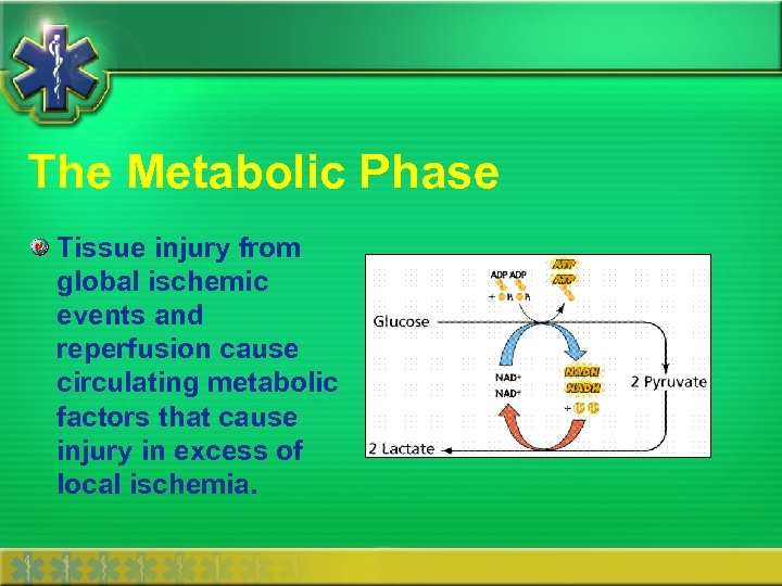 The Metabolic Phase Tissue injury from global ischemic events and reperfusion cause circulating metabolic