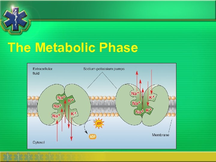 The Metabolic Phase 