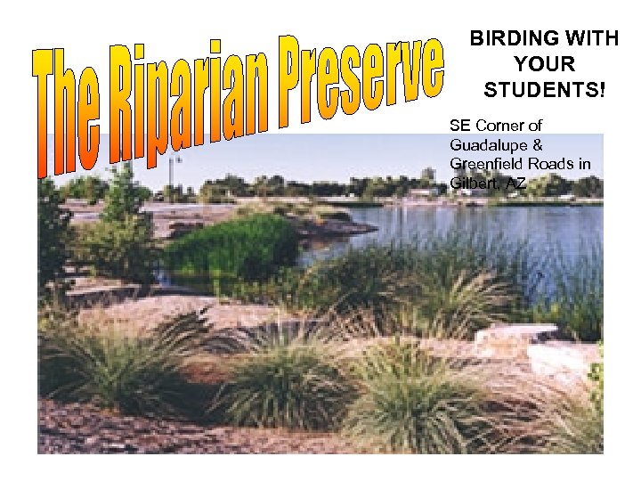 BIRDING WITH YOUR STUDENTS! SE Corner of Guadalupe & Greenfield Roads in Gilbert, AZ